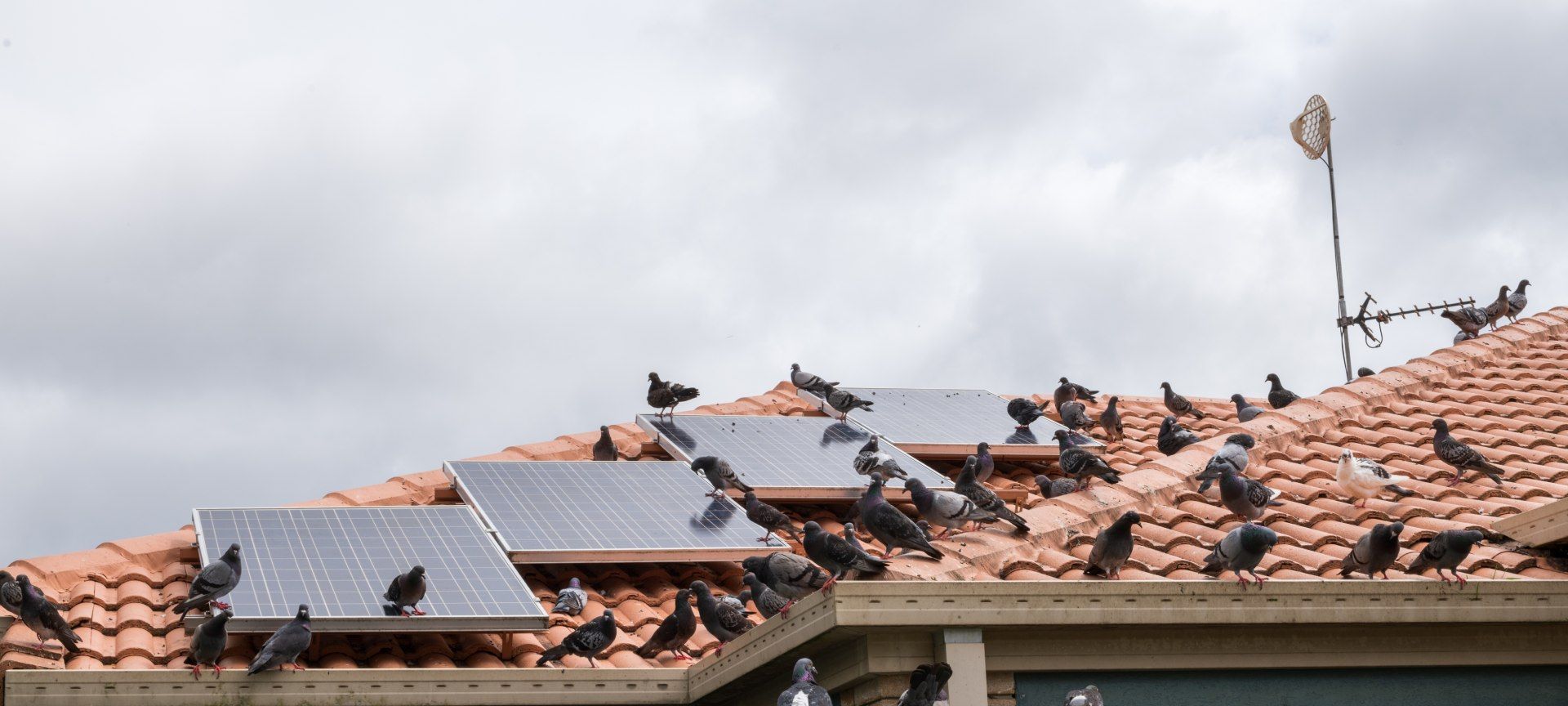 A roof covered in brown tiles with many birds, including solar panels, under a cloudy sky.