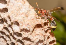 Wasp on a tan and brown paper nest, with yellow and black stripes.