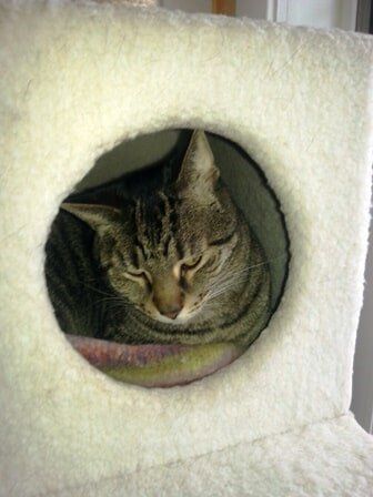 Cat In House — House Sitting in Oak Park, IL