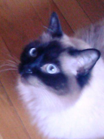 Cat With Blue Eyes — House Sitting in Oak Park, IL