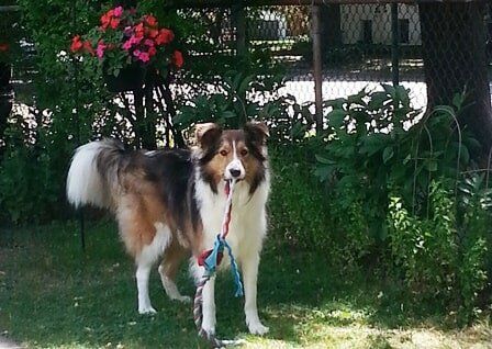 Dog Standing Outside — Pet Day Care in Oak Park, IL