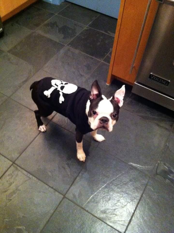 Black and White Dog — Pet Day Care in Oak Park, IL