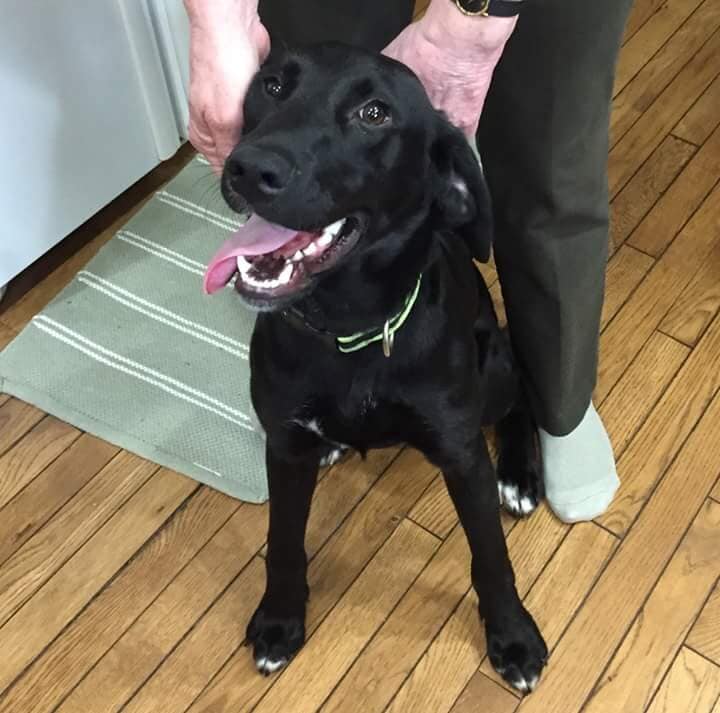 Black Dog Smiling — Pet Day Care in Oak Park, IL