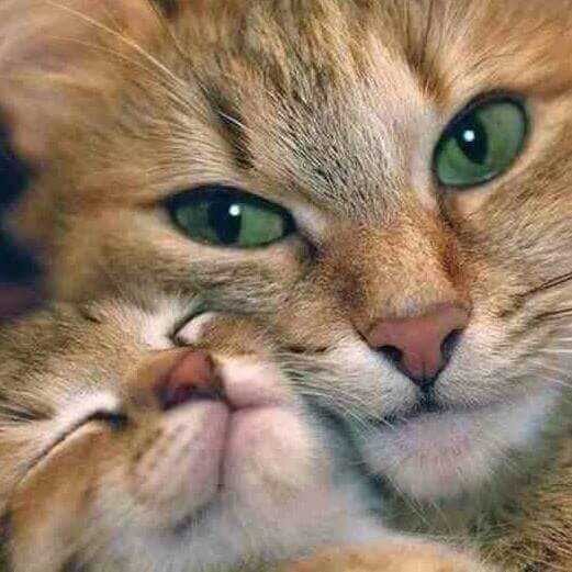 Cat & Baby — Pet Day Care in Oak Park, IL