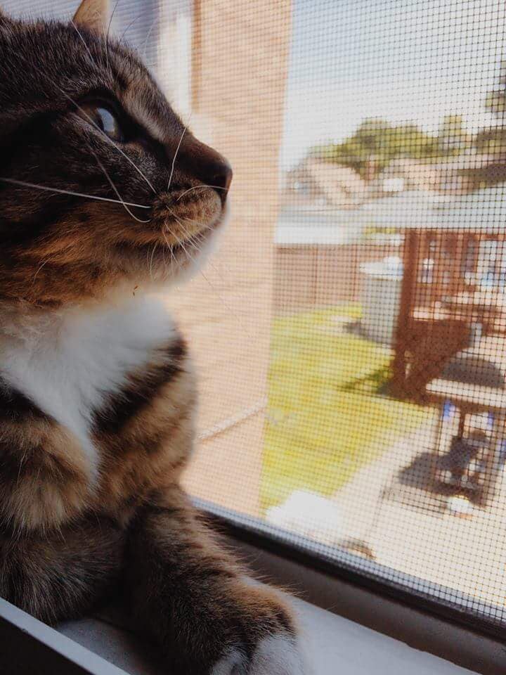 Cat Looking Out of Window — Pet Day Care in Oak Park, IL
