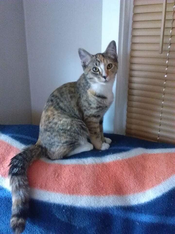 Gray Cat — Pet Day Care in Oak Park, IL