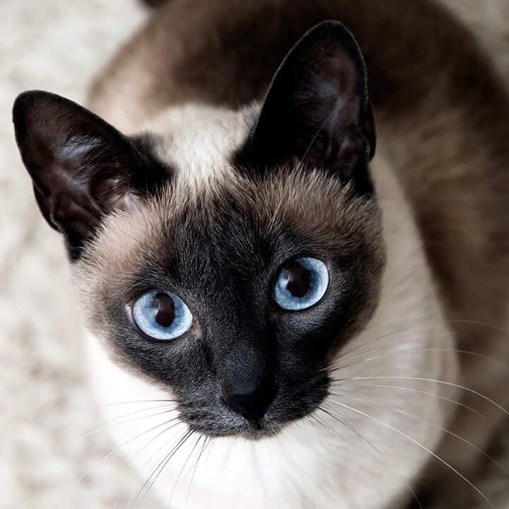 Gray Cat with Blue Eyes — Pet Day Care in Oak Park, IL
