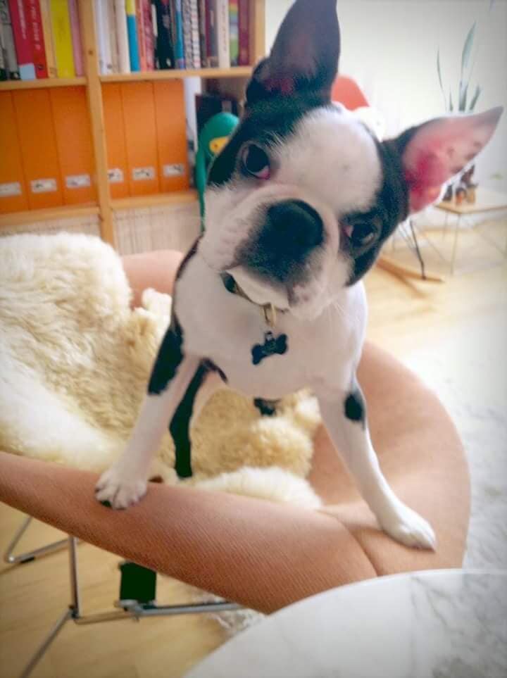 Cute Dog — Pet Day Care in Oak Park, IL