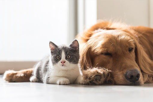 Big Brown Dog and Little Cat — Pet Day Care in Oak Park, IL