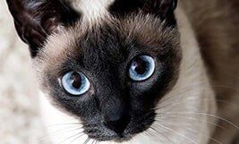 Siamese Cat with Blue Eyes — Pet Day Care in Oak Park, IL
