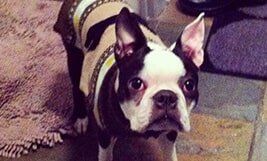 Little Cute Dog — Pet Day Care in Oak Park, IL