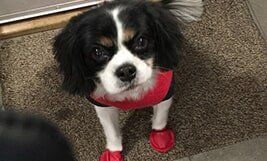 Dog with Dress and Shoes — Pet Day Care in Oak Park, IL