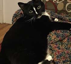 Black & White Cat — Pet Day Care in Oak Park, IL