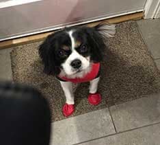 POC's Dog with Dress and Shoes — Pet Day Care in Oak Park, IL