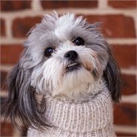 Shih Tzu dog with gray and white fur wearing a light gray sweater, looking up.