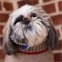 Shih Tzu dog in a tan sweater, with a neutral expression, against a brick wall.