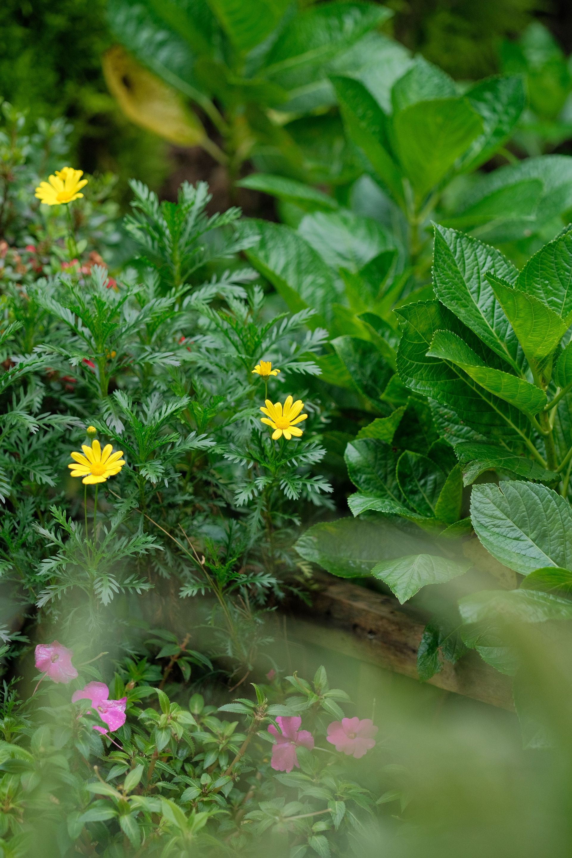A Man and A Woman Are Looking at Plants in A Greenhouse — Coast 2 Coast Disability Support Services in Taree, NSW