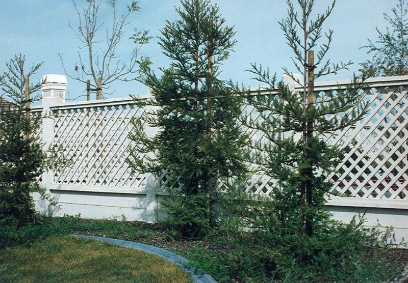 lattice fence built around the property