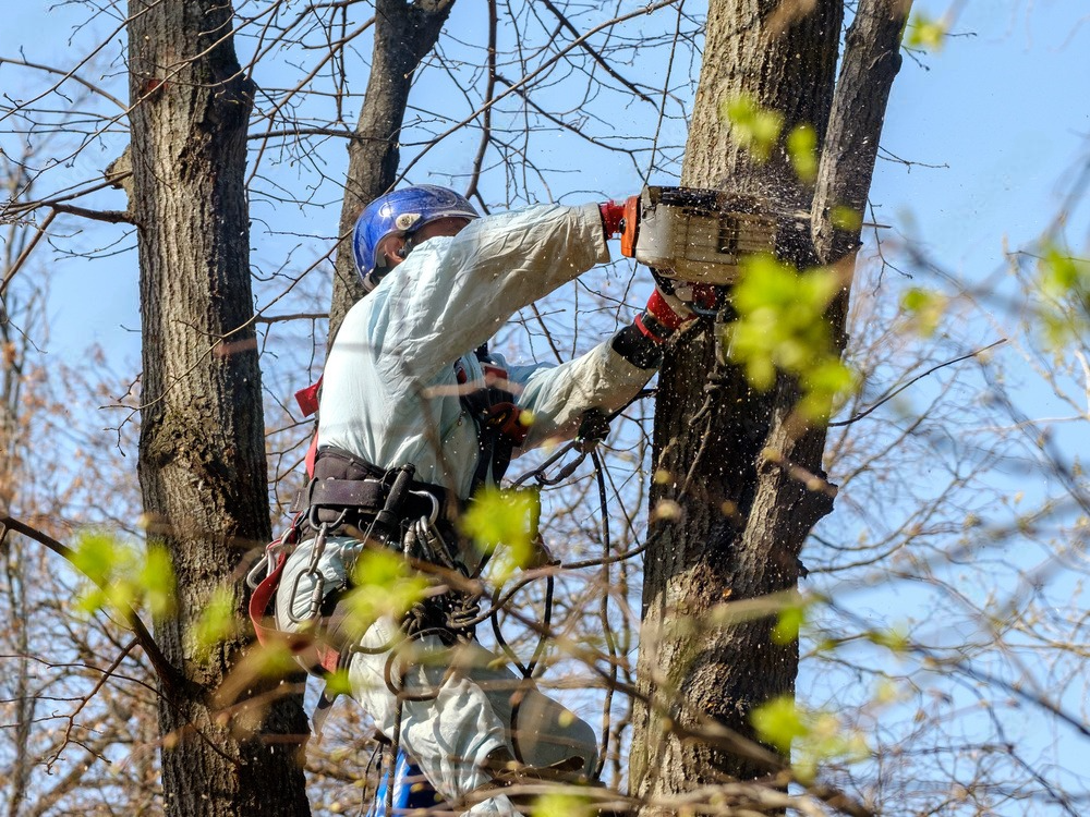 a man is cutting a tree with a chainsaw .