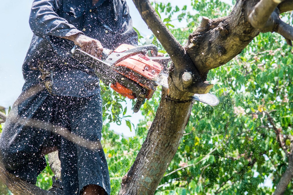 a man is cutting a tree branch with a chainsaw .