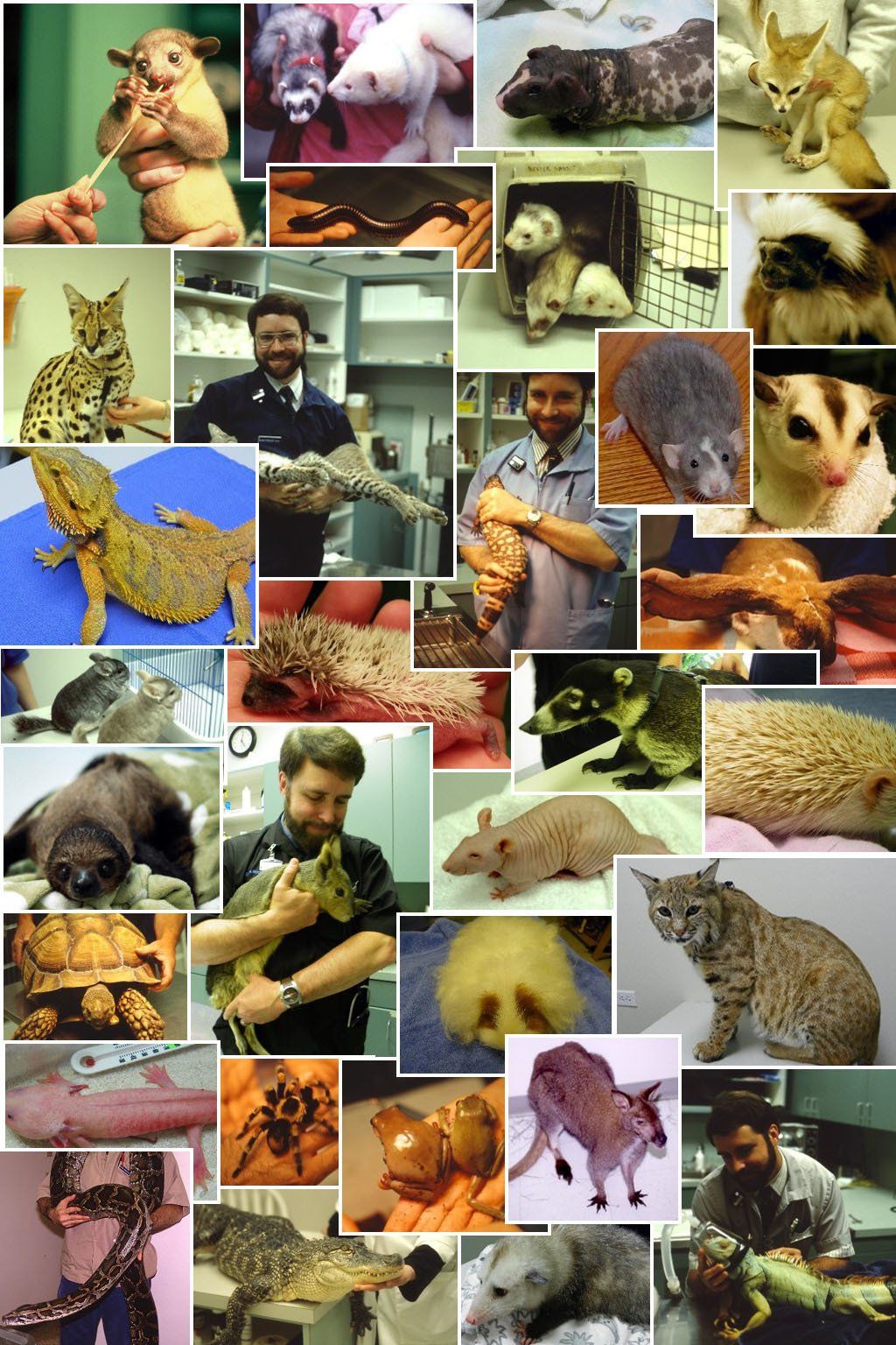 Collage Pictures Exotic Animals — Beaverton, OR — Southwest Animal Hospital