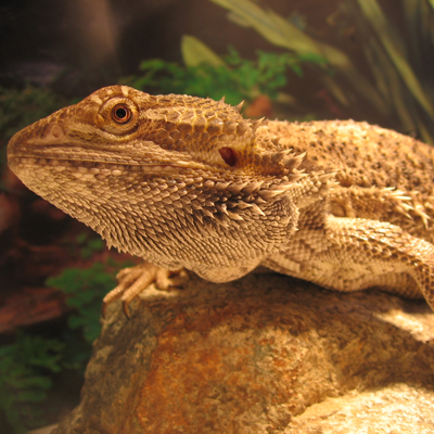 5 Best Thermometers For Bearded Dragon Enclosures