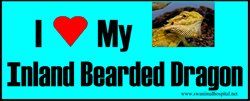 I Love My Inland Bearded Dragon — Beaverton, OR — Southwest Animal Hospital