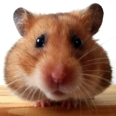 Syrian Hamster Lifespan: How Long Do Syrian Hamsters Live? - A-Z Animals