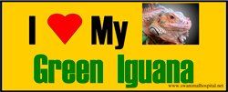 I Love My Green Iguana — Beaverton, OR — Southwest Animal Hospital