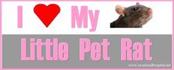I Love My Little Pet Rat — Beaverton, OR — Southwest Animal Hospital