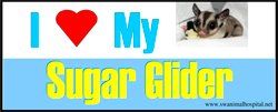I Love My Sugar Glider — Beaverton, OR — Southwest Animal Hospital