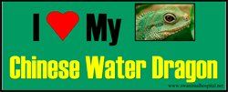 I Love My Chinese Water Dragon — Beaverton, OR — Southwest Animal Hospital
