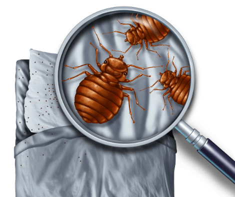bed bug inspections in west palm beach