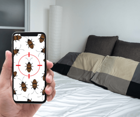 permanent bed bug removal in west palm beach