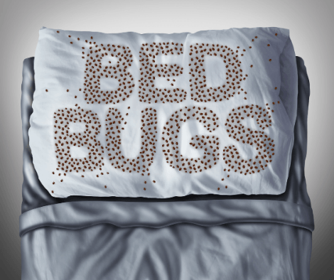 best bed bug removal service in west palm beach