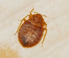 What do bed bugs look like?