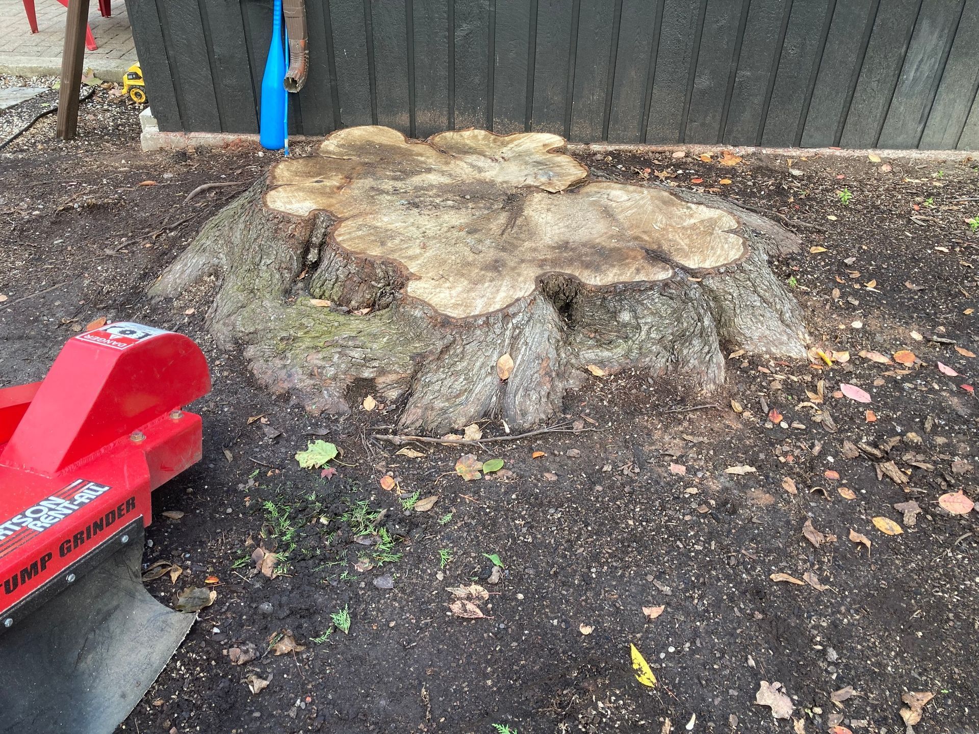 A large tree stump in a yard with a red stump grinder nearby.