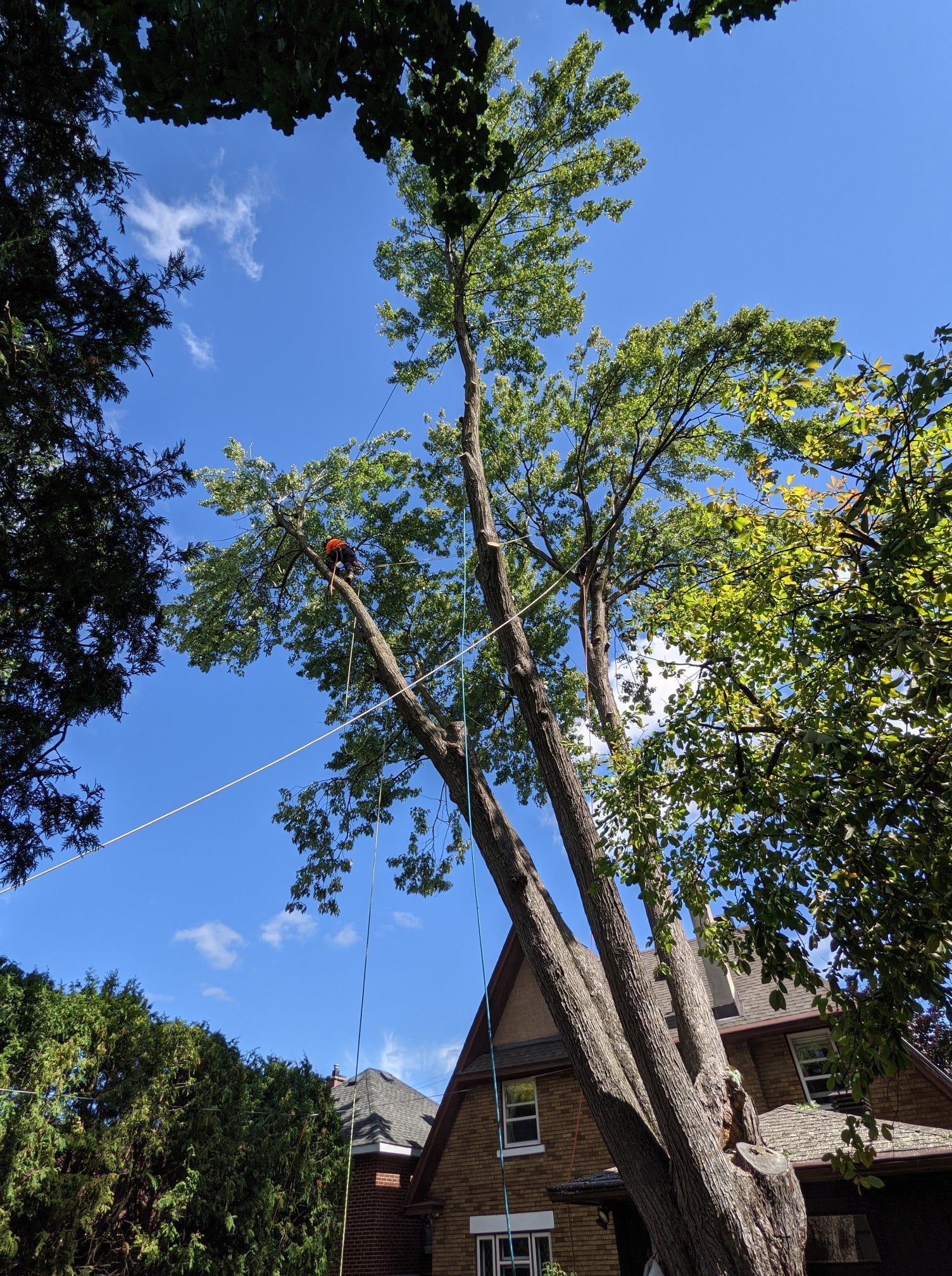 A tree trimmer in an orange vest cuts a tall tree branch near a brick house on a sunny day.