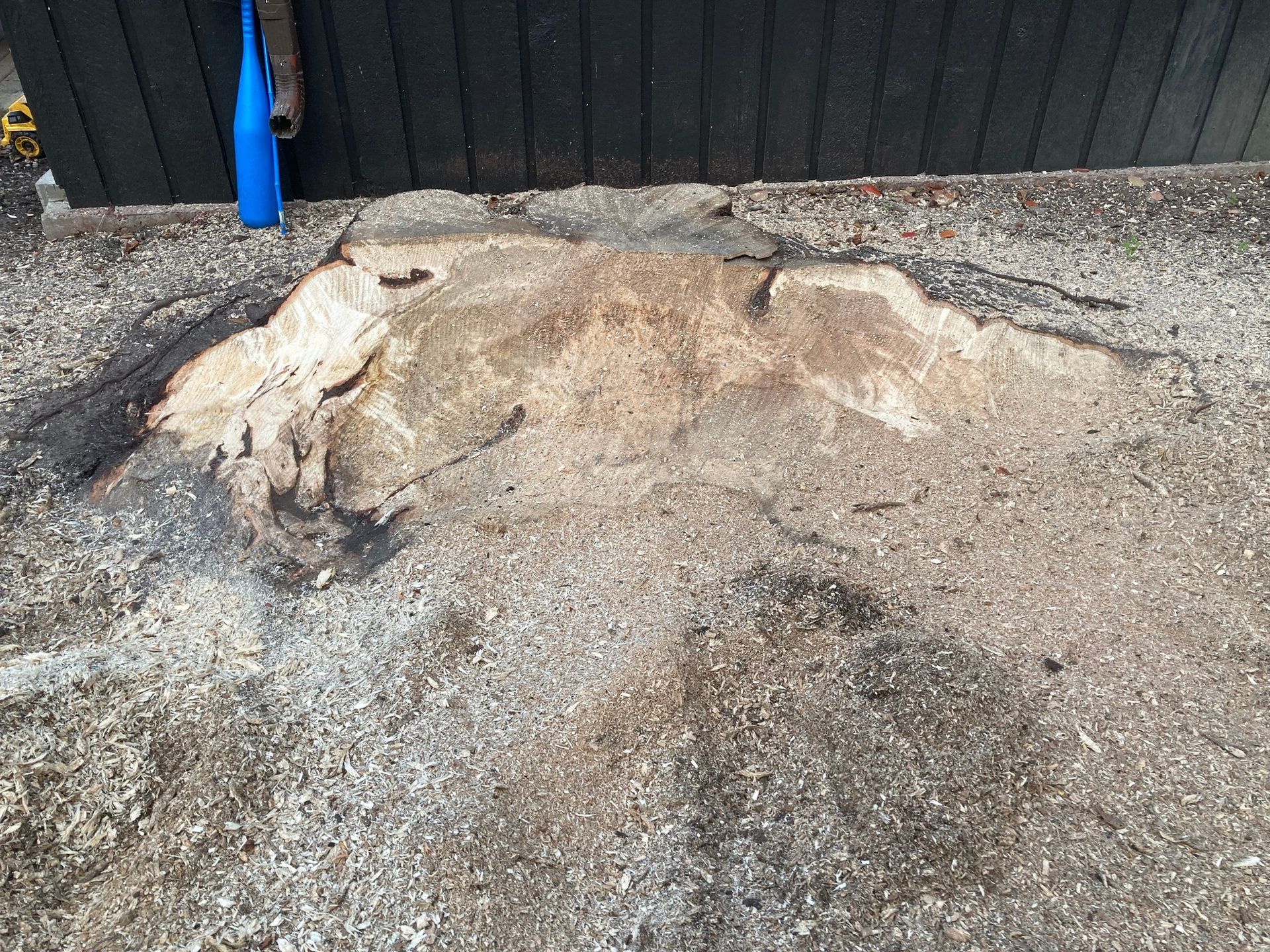 Stump of a large tree, light brown against gray gravel, next to a dark wooden wall; blue pole.