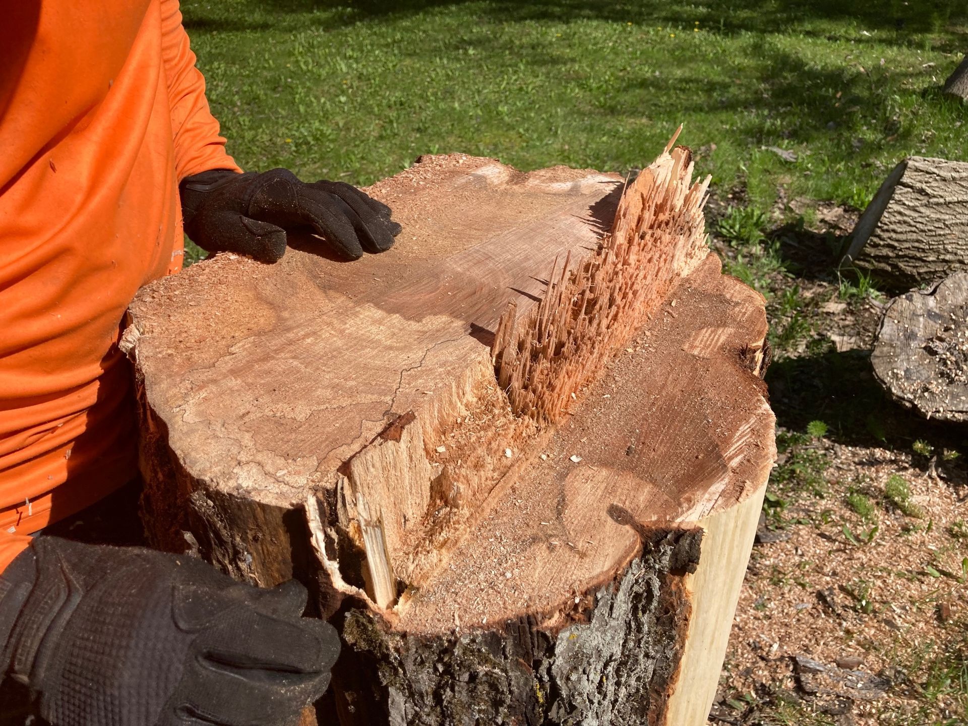 A person in orange clothing and gloves examines a freshly cut tree stump outdoors, with sawdust visible.