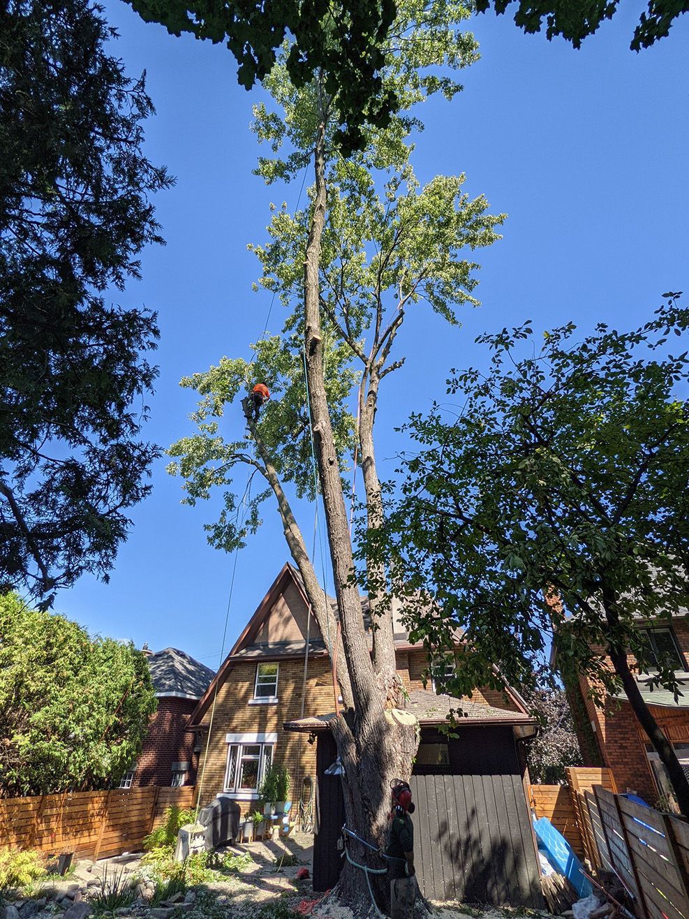 Arborist in a tall tree, pruning branches near a house on a sunny day.