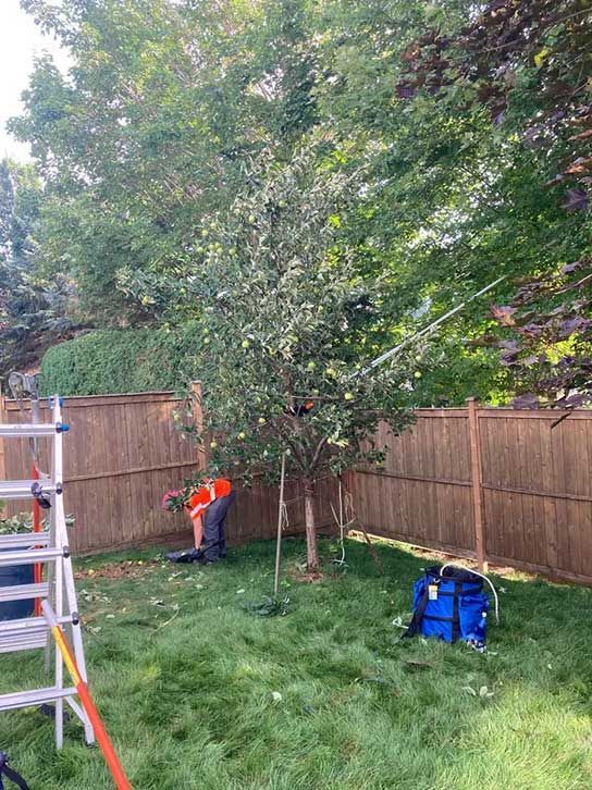 Person harvesting apples from a tree in a backyard with a ladder and equipment.