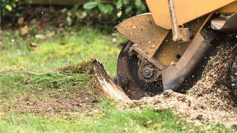 Stump grinder at work, grinding away a tree stump; wood chips flying.