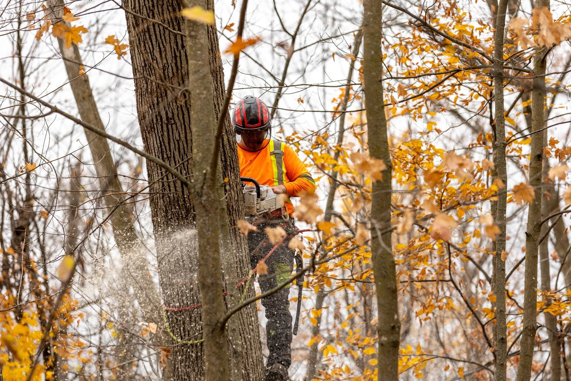 Arborist wearing safety gear, cutting a tree with a chainsaw, surrounded by other trees in autumn.