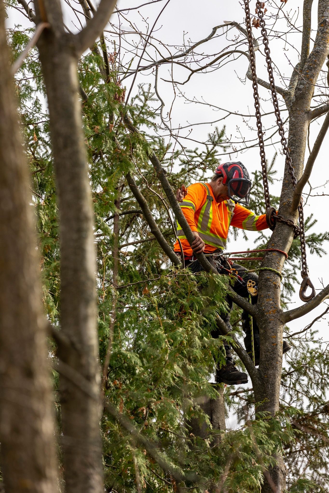 Arborist in orange safety vest and hard hat, working in a tree, using a chain lift.