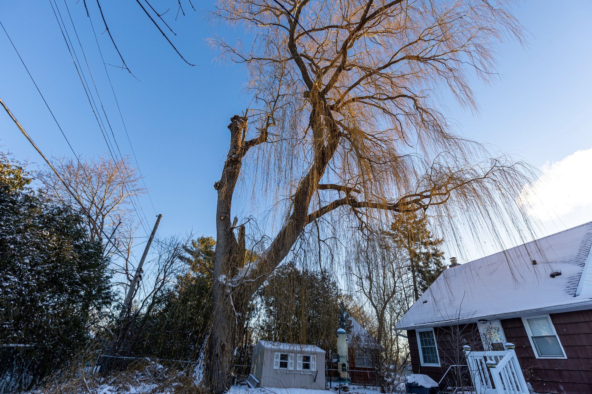 A bare weeping willow tree beside a house with a snowy roof under a blue winter sky.