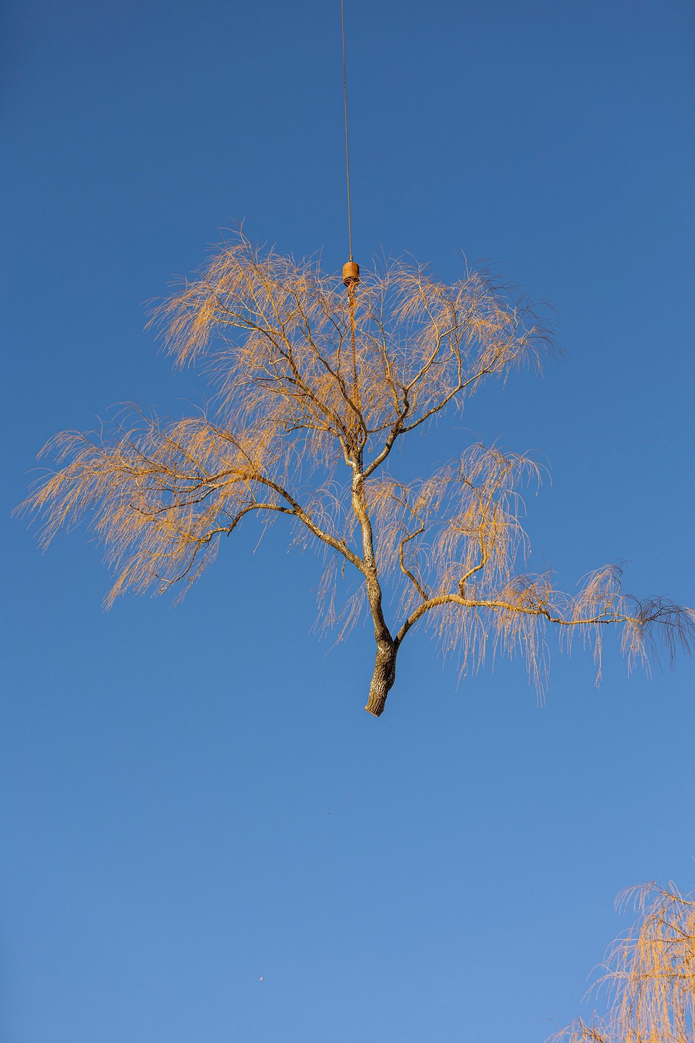 Bare tree with light yellow leaves against a bright blue sky.