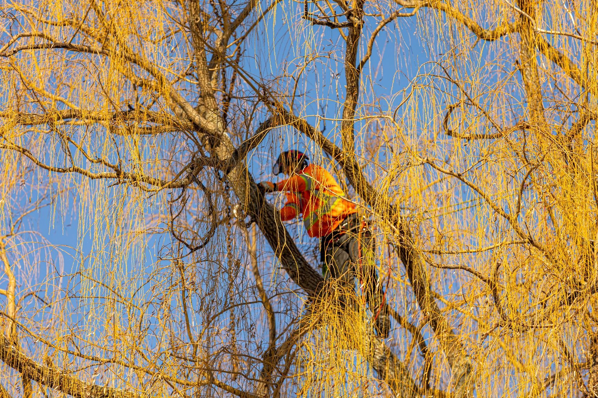 Person in orange shirt trimming a weeping willow tree; blue sky visible.