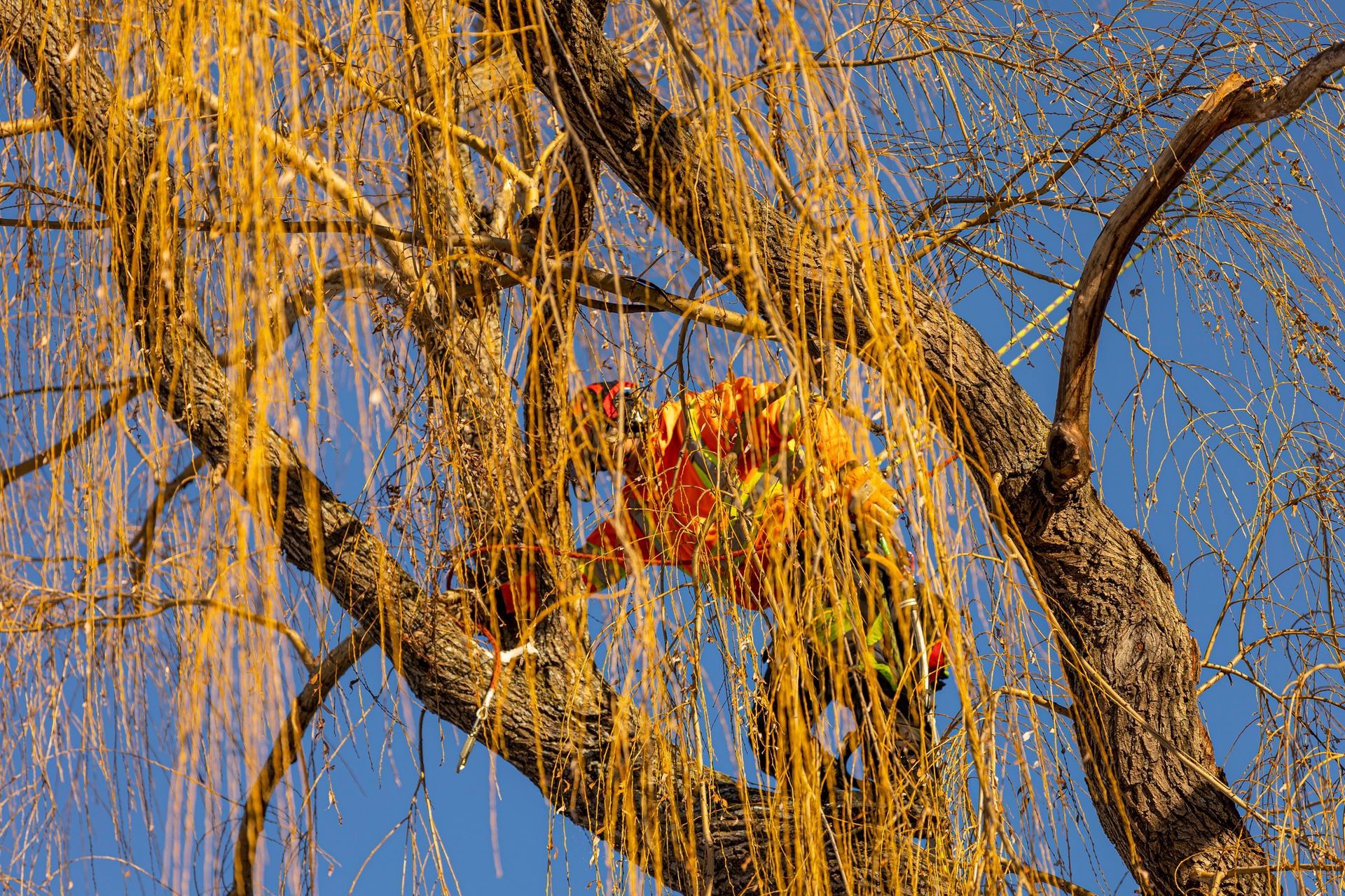 Arborist in orange working in a willow tree, blue sky background.