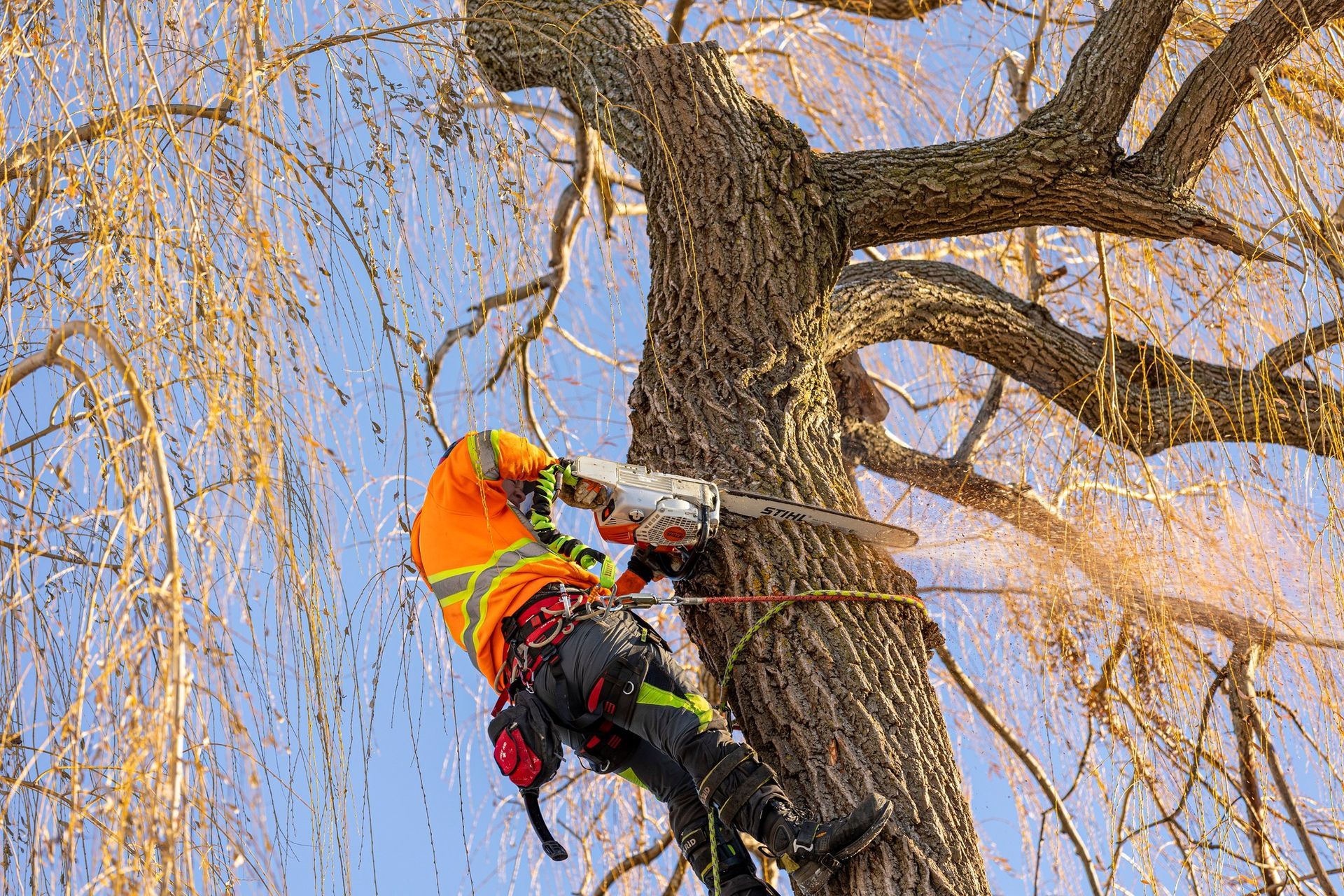 Arborist in safety gear using a chainsaw on a tree, sawdust flying, blue sky background.